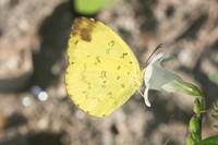 Eurema simulatrix-0448 - Doi-Suthep - 13/11/23