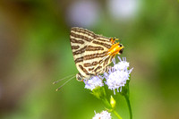 Cigaritis syama-0841