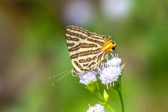 Cigaritis syama-0841