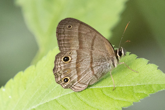 Cissia pompilia id--5255 - Jardin - 14/06/24