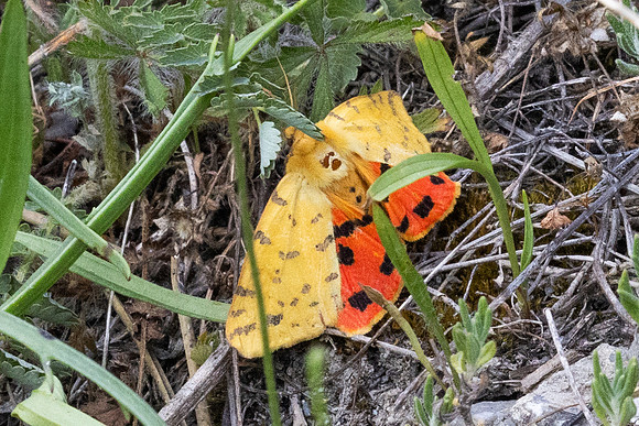 Rhyparia purpurata - 9958