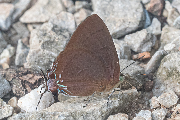 Remelana jangala-9059 - Chiang Dao - 14/11/23