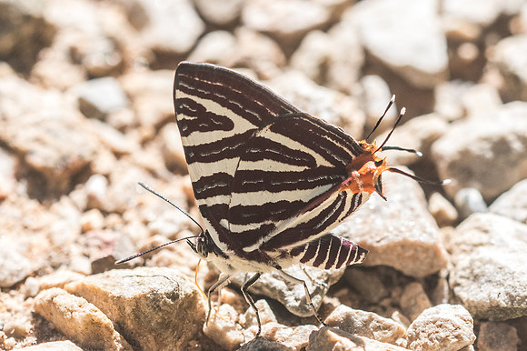 Cigaritis seliga - 3004 - Chiang Dao - 15/11/23