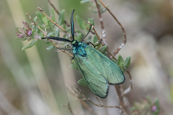 Adscita sp ♂-7709 - Cipières