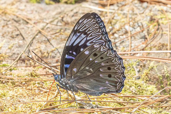 Dichorragia nesimachus-5750