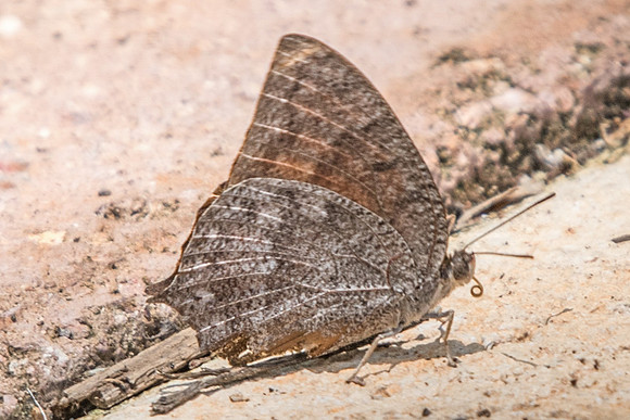 Anaea aidea-4944