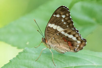 Anartia fatima-0850