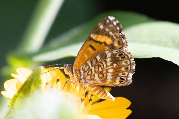 Aricoris erostratus-7887