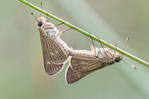 Panoquina panoquinoides-9270