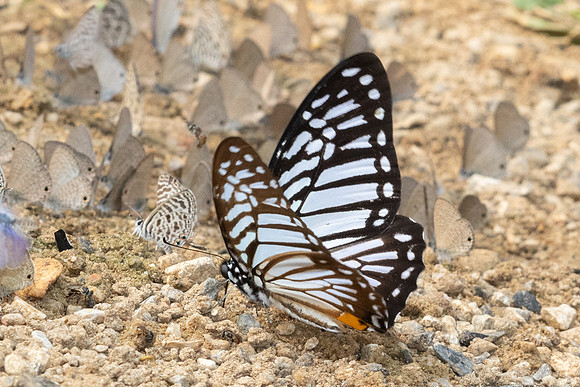 Graphium xenocles-2715