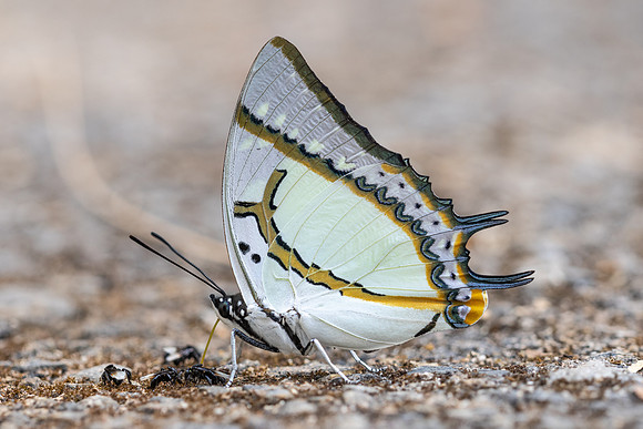 Polyura eudamippus-5296