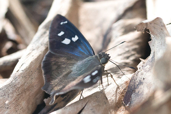Polygonus manueli-5799