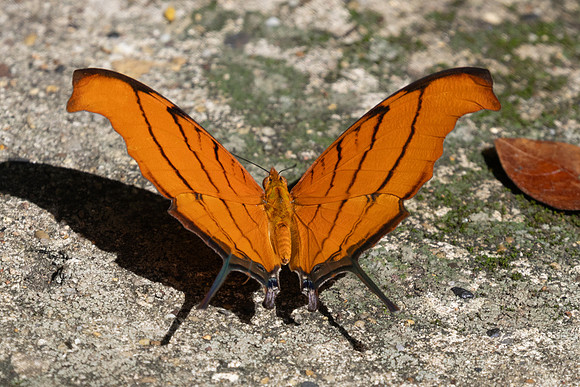 Marpesia petreus-7805