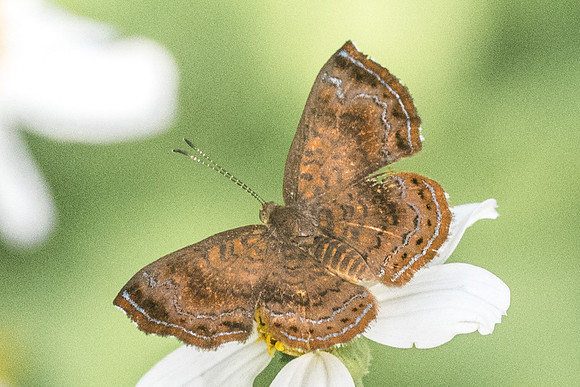 Calephelis velutina-4175