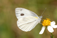 Pieris canidia-6330 - Doi Suthep - 28/03/25