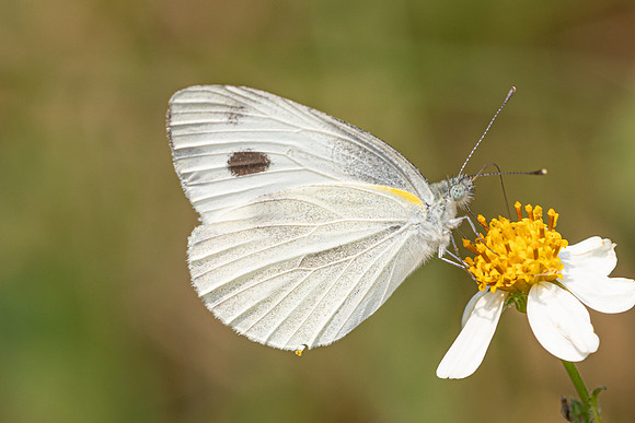 Pieris canidia-6330 - Doi Suthep - 28/03/25
