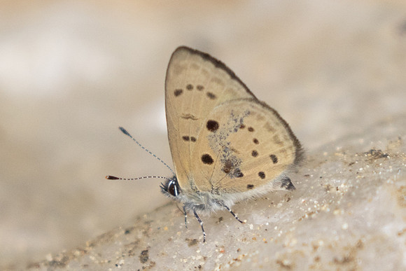 Una usta-0292