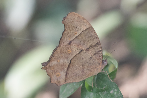 Melanitis zitenius auletes-3018 - Chiang Rai - 18/11/23