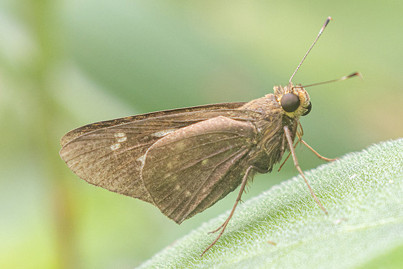 Naevolus orius-5862