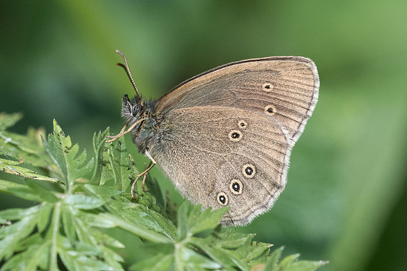 Aphantopus hyperantus-2513 - Noël-cerneux - 12/06/22