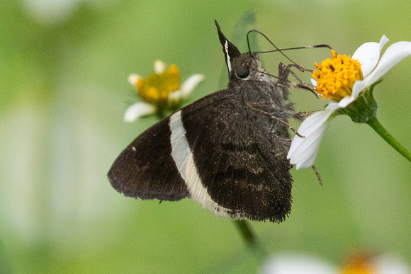 Cecropterus longipennis-5297