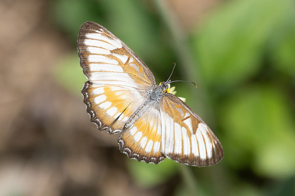 Mestra hersilia-0366