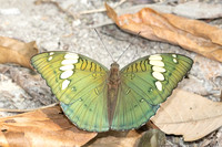 Euthalia patala-3854- Doi Inthanon - 23/03/25