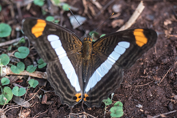Adelpha paraena massilia-5907