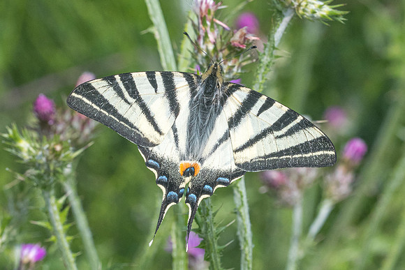Iphiclides podalirius-9183 - Corse - 17/06/23