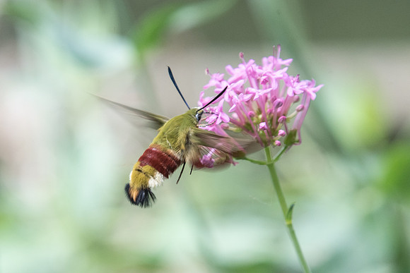 Hemaris fuciformis (Sphinx gazé) - Précy - 14/07/18