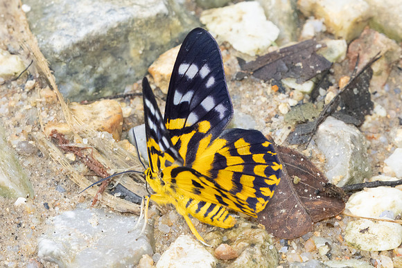 Dysphania subrepleta-9863