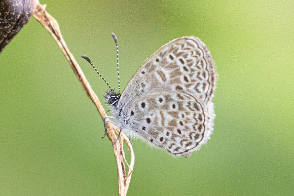 Zizula cyna-5312