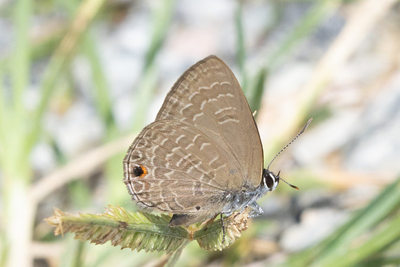 Anthene emolus-9770
