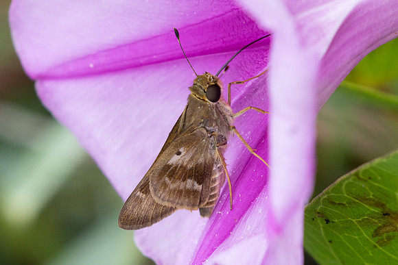Nyctelius nyctelius-9126