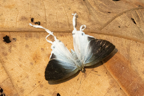 Zeltus amasa-0995 - Chiang Dao - 17/03/25
