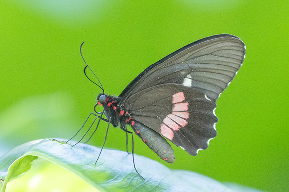Parides anchises serapis-7758 - Cartagena - 1/06/24