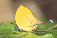 Yasoda tripunctata tripunctata-5473 - Doi Suthep 1180m - 27/03/25
