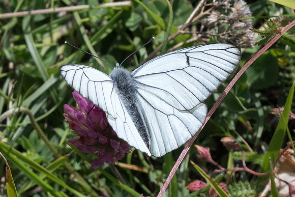 Aporia crataegi-0421 - Gréolieres les neiges - 27/06/20