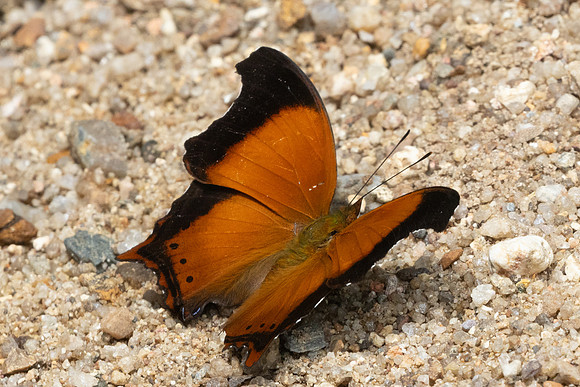 Rhinopalpa polynice-9430