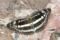 Athyma asura-6302 - Doi Suthep - 28/03/25