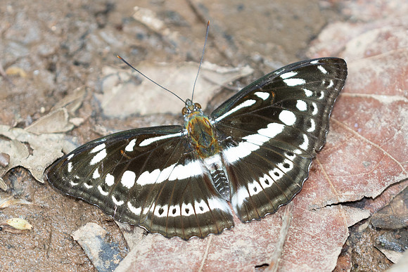 Athyma asura-6302 - Doi Suthep - 28/03/25