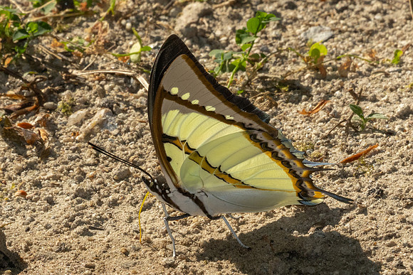 Polyura dolon-4215