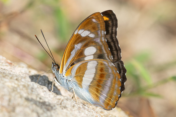 Athyma cama-4519 - Huai Sai Lueang Waterfall (1040m) - 24/03/25