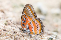 Cethosia biblis -2558 -Chiang Dao - 14/11/23
