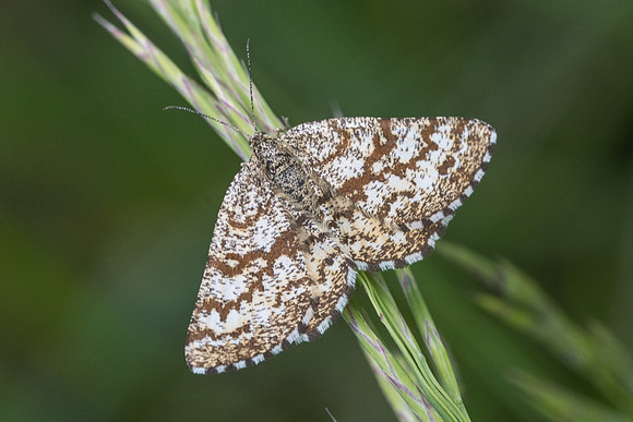 Ematurga atomaria-2729