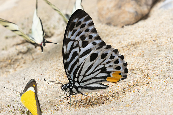 Graphium delessertii-8556