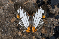 Cyrestis maenalis-8435 - Fraser's hill - 10/03/25