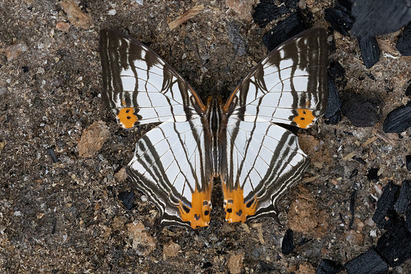 Cyrestis maenalis-8435 - Fraser's hill - 10/03/25