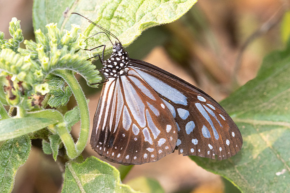 Parantica melaneus-3365 - Chiang Dao - 19/03/24