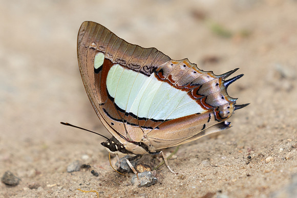 Polyura arja arja-6593